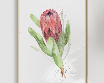 Impresión artística en acuarela de la Reina Protea