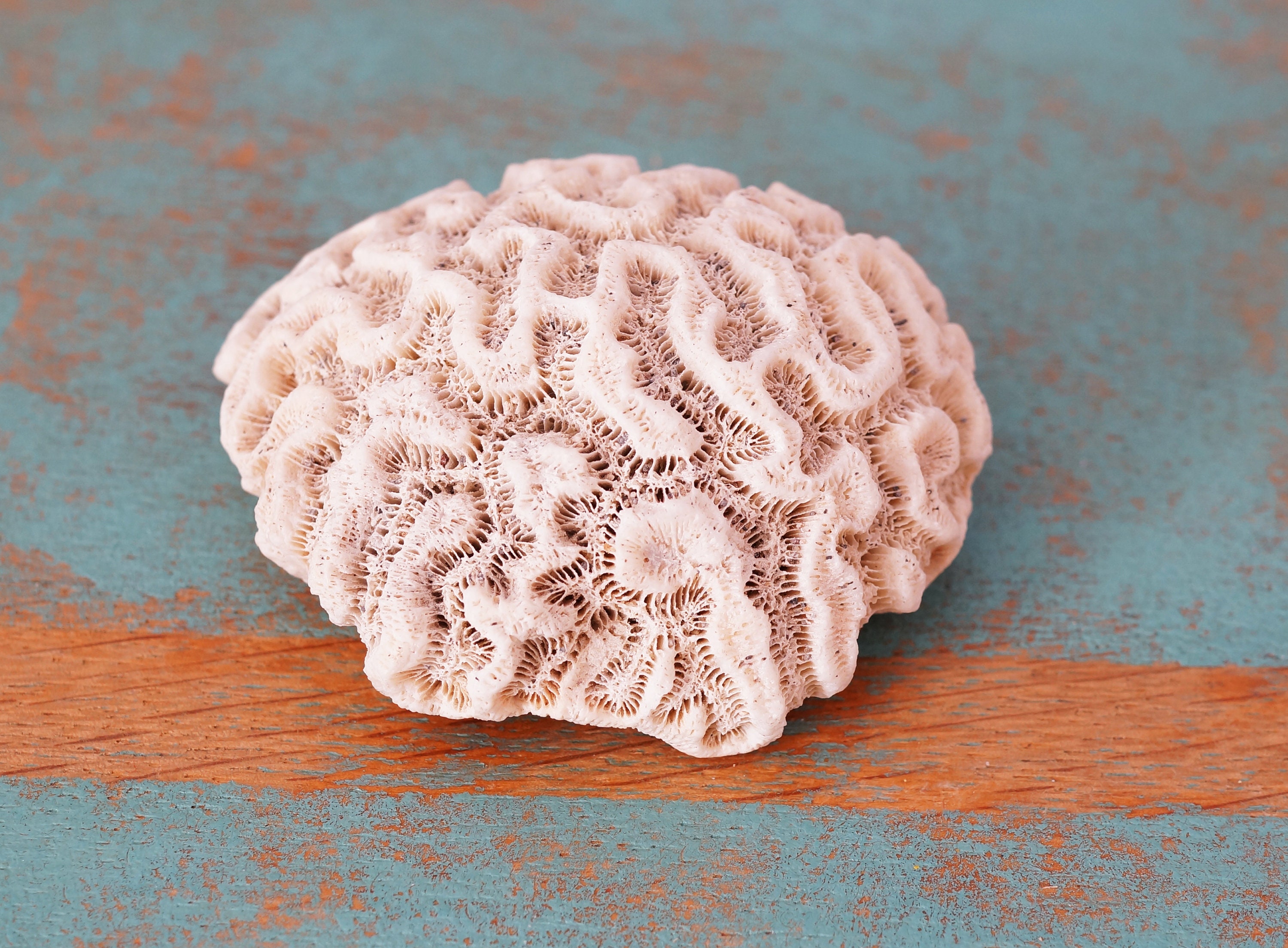 Squelette de Corail, Vintage