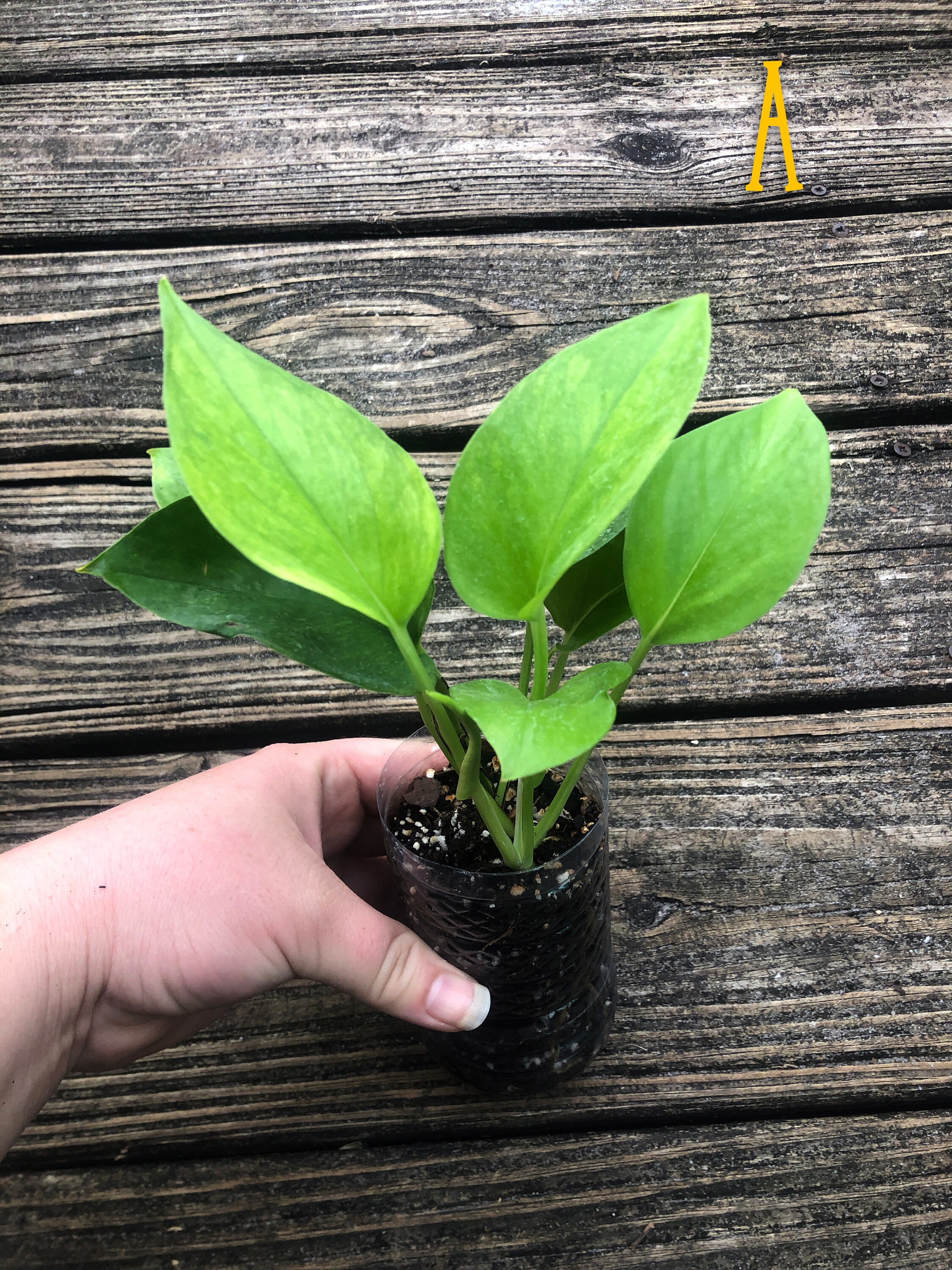 Epipremnum Jessenia Pothos �Yessenia Rooted Etsy