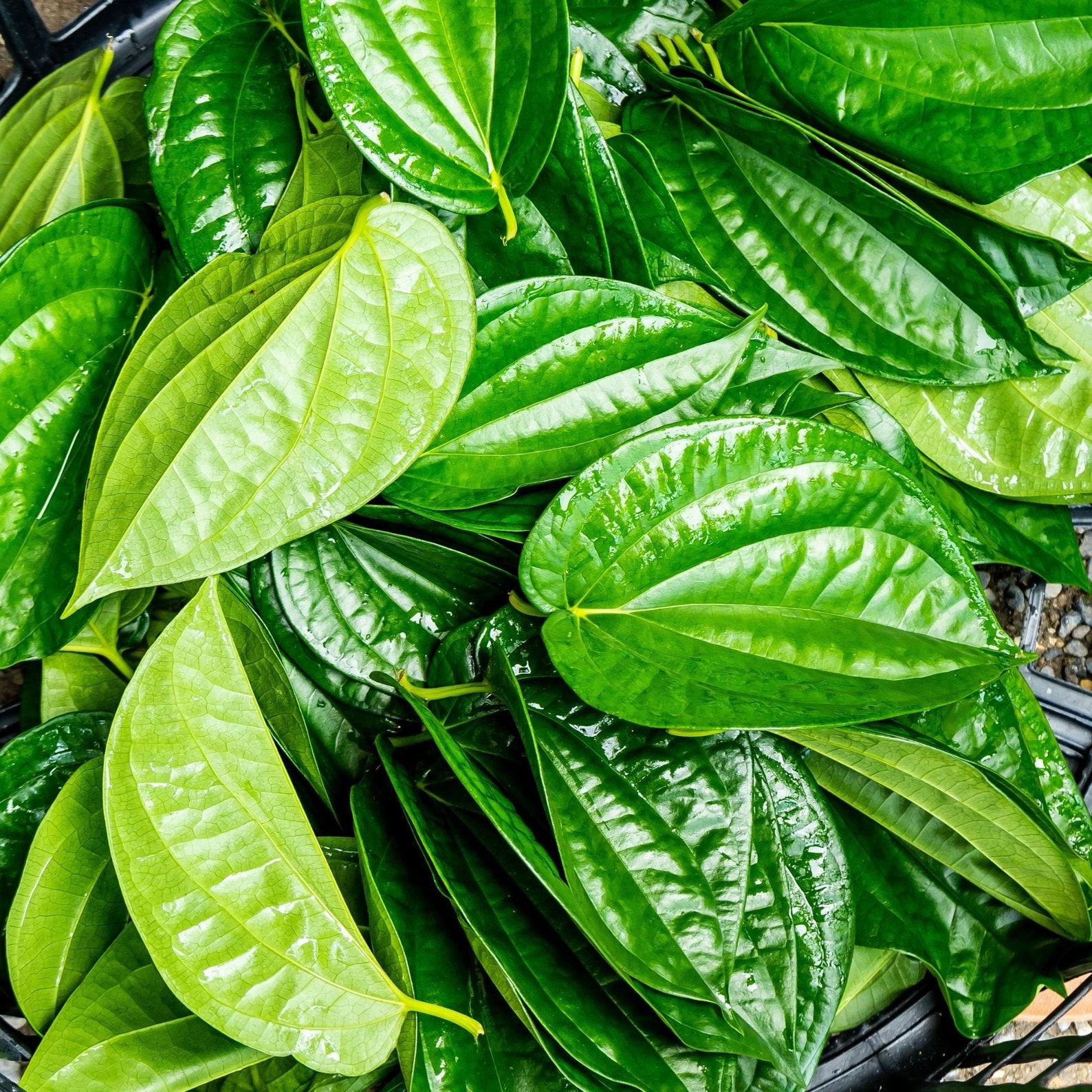 Betel Leaves Fresh dried Herbal leaf for health Ceylon | Etsy