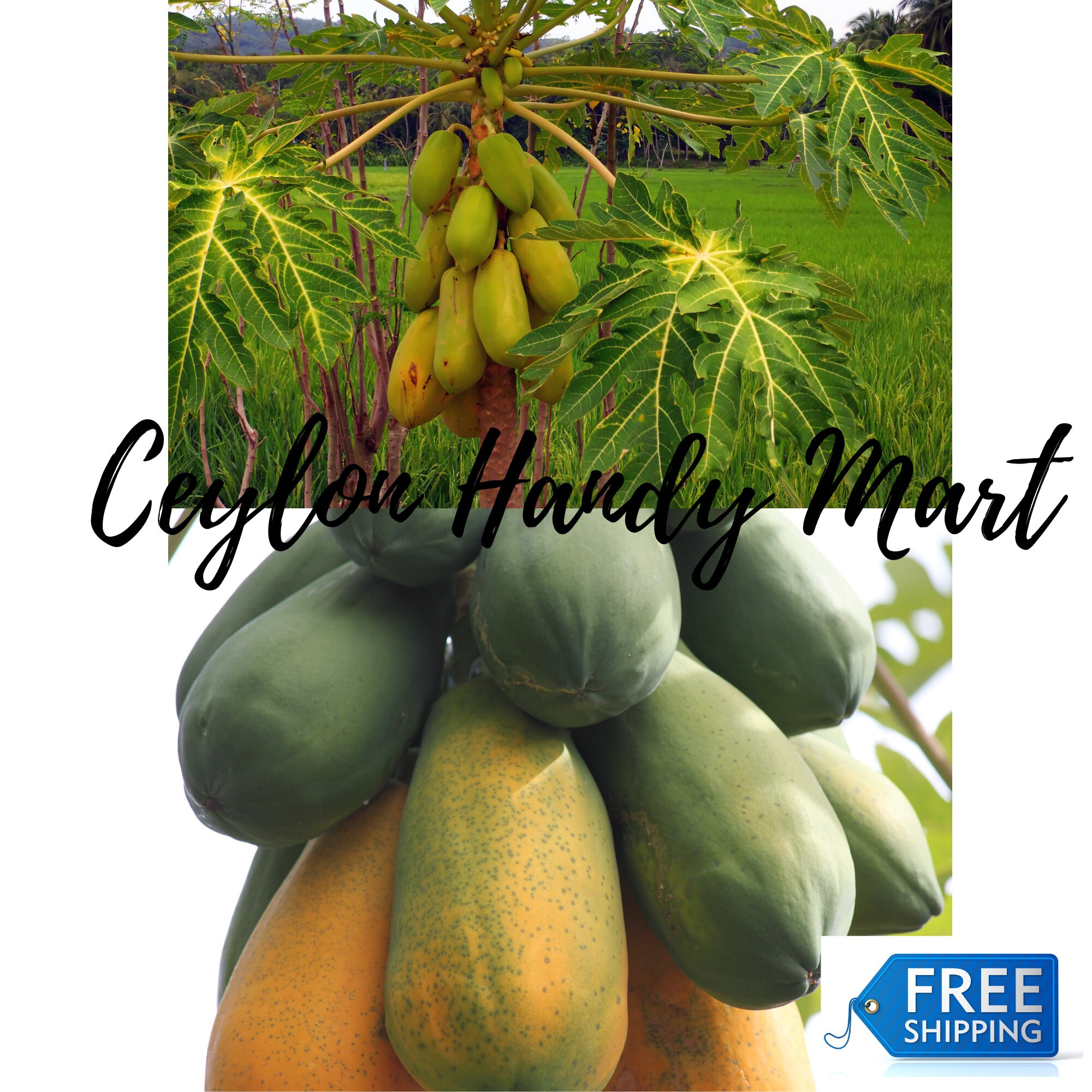 Dried Papaya Seeds Powder 100 Organic Natural Etsy