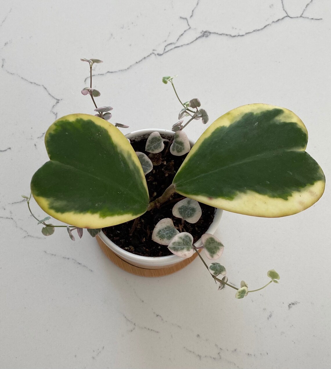 Variegated String of Hearts & Kerrii Hoya Etsy