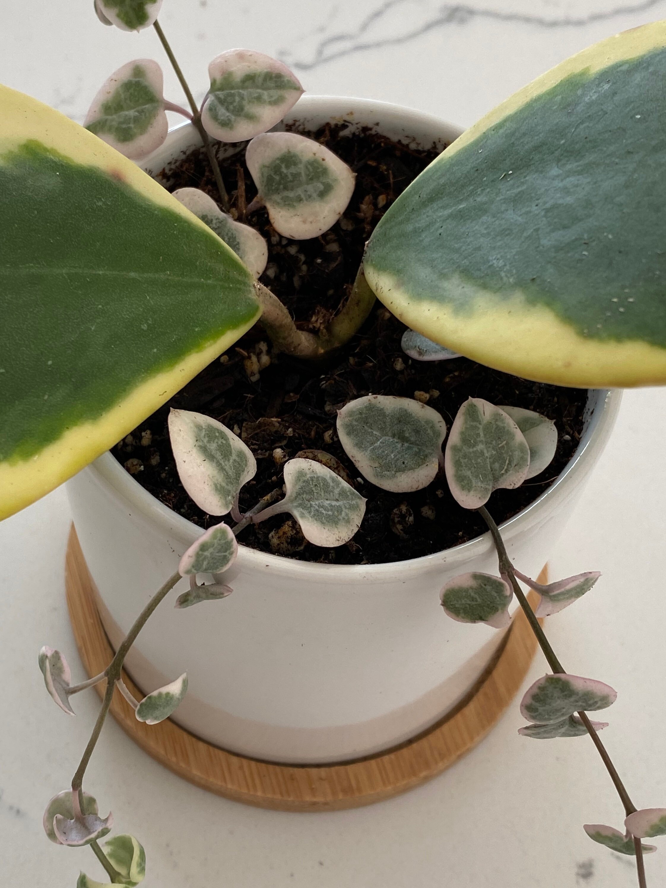 Variegated String of Hearts & Kerrii Hoya Etsy