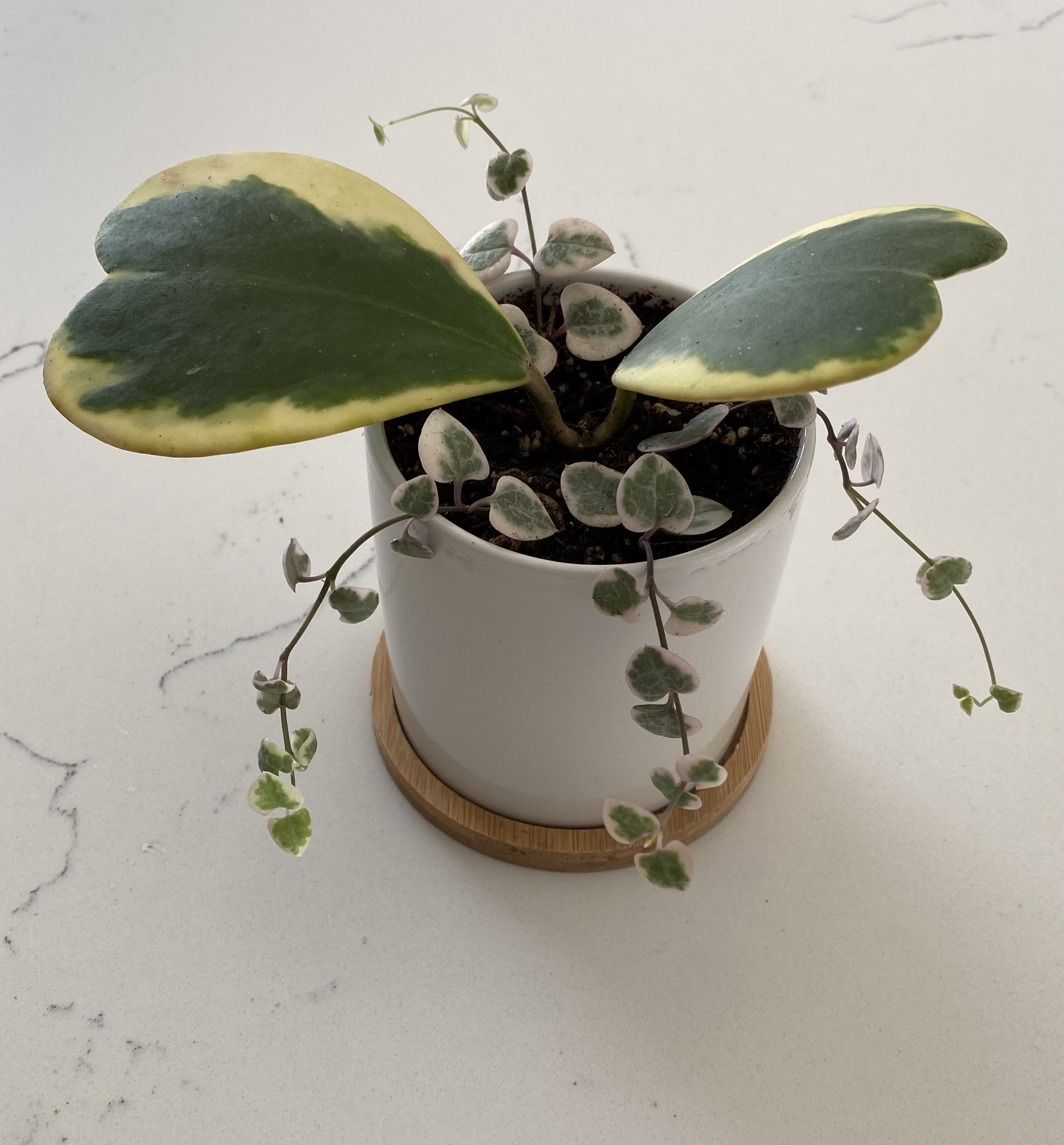 Variegated String of Hearts & Kerrii Hoya Etsy