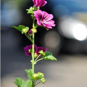 Könnte beinhalten: Nahaufnahme einer Pflanze mit leuchtend magenta Blüten und grünen Blättern. Die Blüten haben eine dunkelviolette Mitte und zarte Blütenblätter. Der Stiel der Pflanze ist hellgrün, mit unscharfem Hintergrund.
