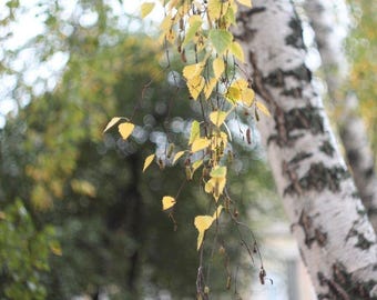 Petzval Swirly Bokeh Helios 44m Foto-Objektiv, 58 mm f/2, M42 Bajonettverschluss