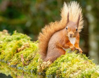 1 リスの尻尾 工芸品 剥製 衣装 演劇 毛皮 動物の骨 - Etsy 日本