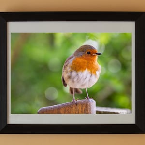 Summer Robin