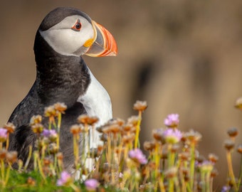 Puffin on Saltee&#39;s Island, Ireland. - Digital Download