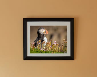 Puffin on Saltee&#39;s Island, Ireland.