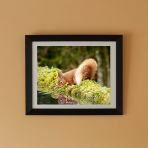 May include: A red squirrel with a bushy tail drinks from a pool of water in a mossy forest setting. The squirrel's reflection is visible in the water.