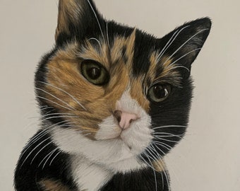 Pet Portrait Drawing, Pet Portrait From Photo, Coloured Pencil Drawing Pet Keepsake Art