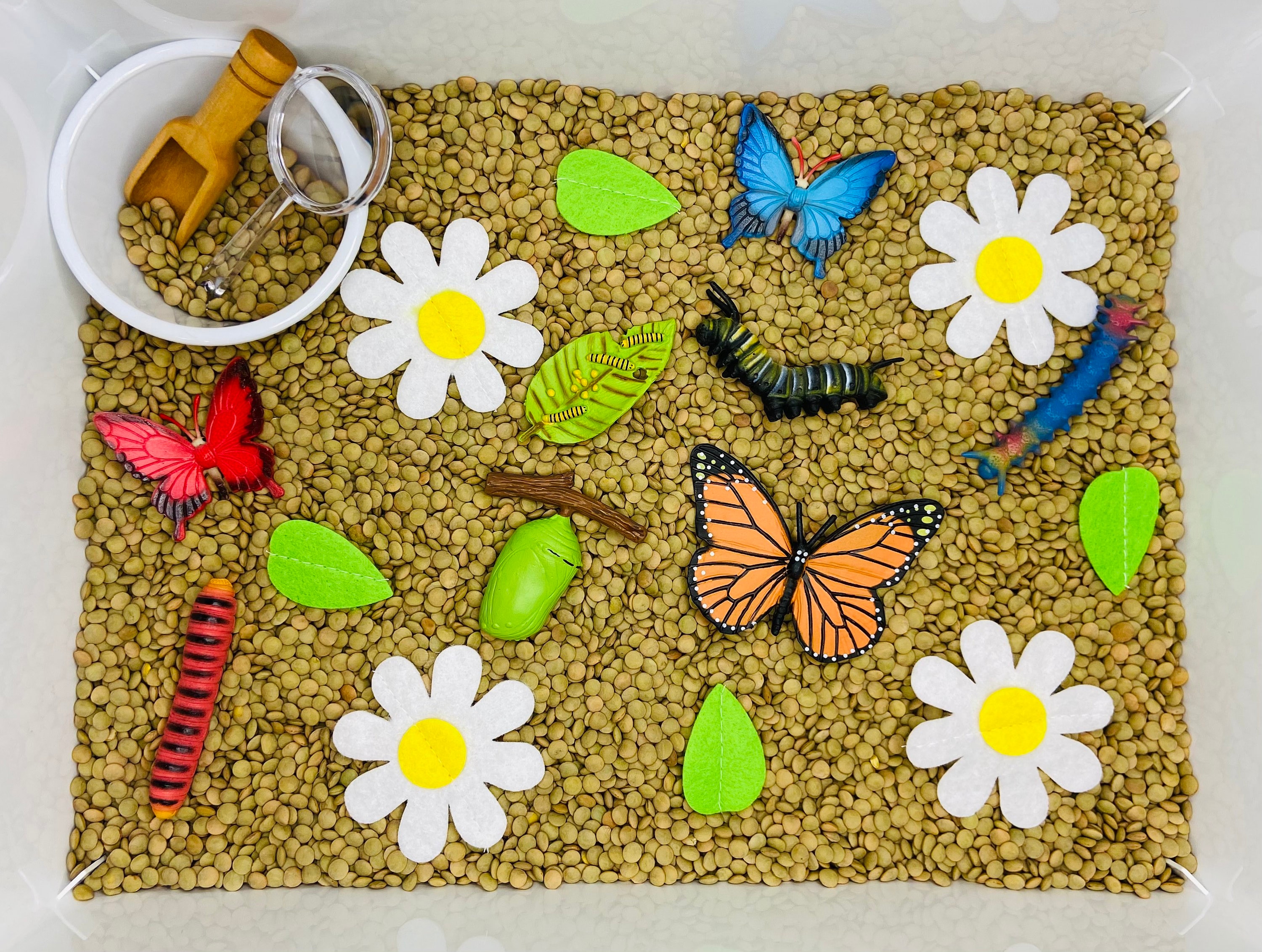 Butterfly Life Cycle Sensory Bin Sensory Kit Sensory Play Etsy