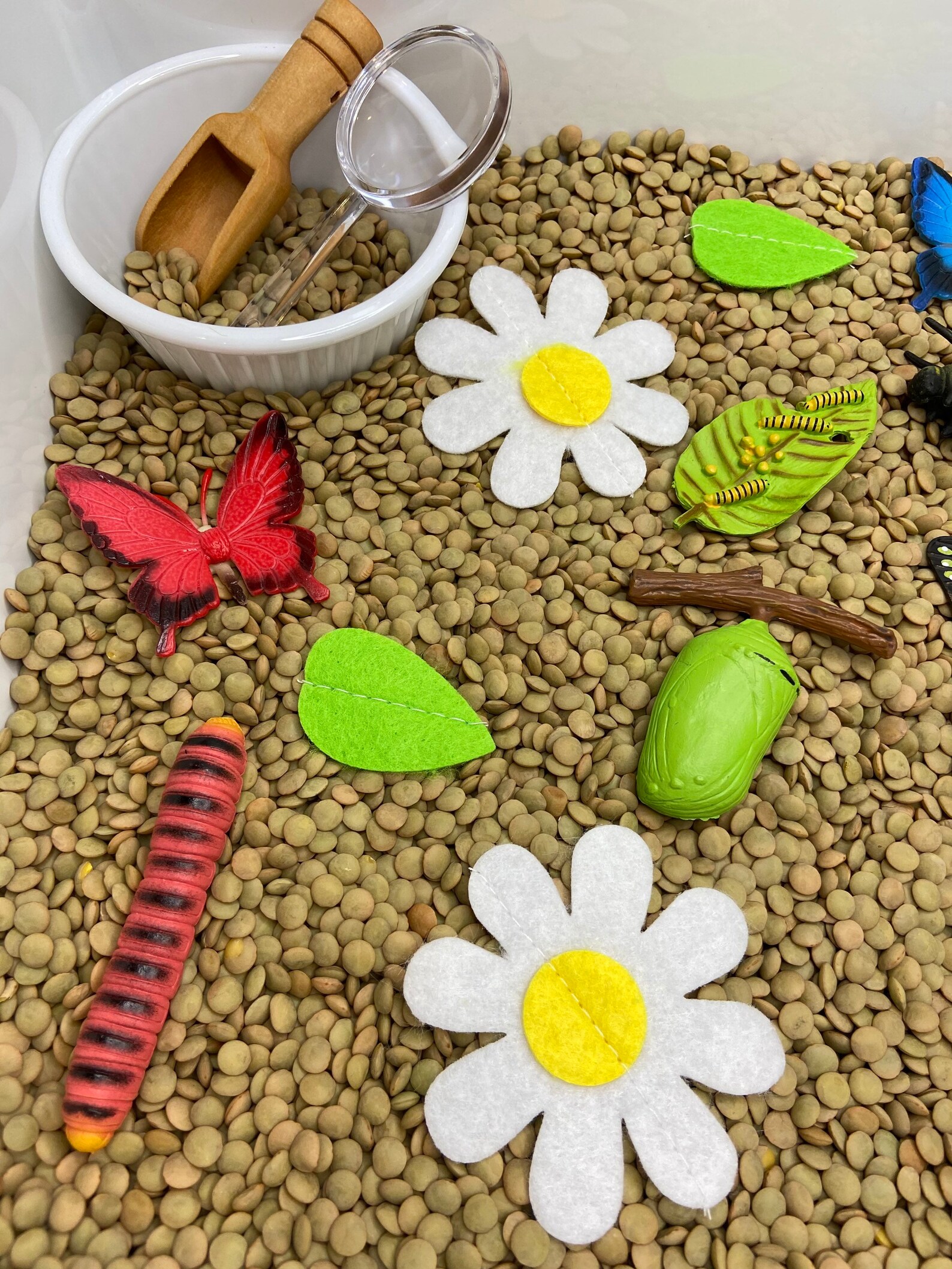 Butterfly Life Cycle Sensory Bin Sensory Kit Sensory Play Etsy