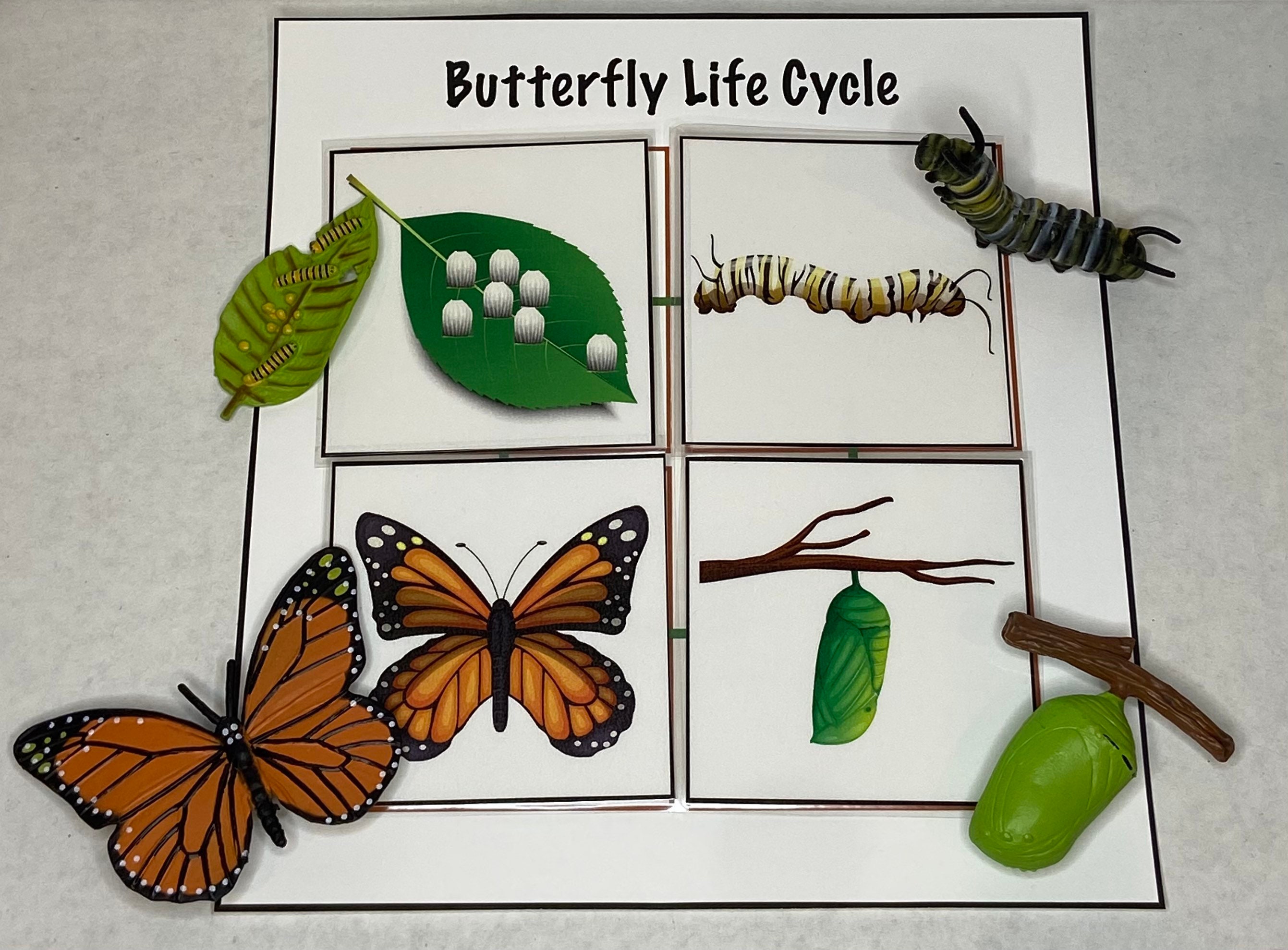 Butterfly Life Cycle Sensory Bin Sensory Kit Sensory Play Etsy