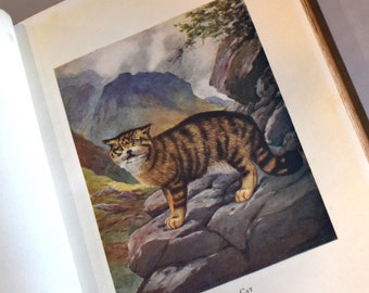Wildtiere in den West Highlands. C.A Alston (1912) Illustriertes Naturbuch . Farbe Frontis & Titel. Schottisch. Edwardian.