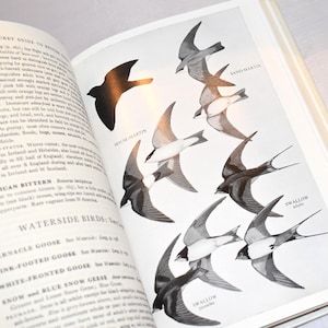 Collins Pocket Guide to British Birds (1977) 600 Colour Illustrations ...