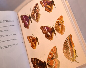 Ein Feldführer für Schmetterlinge . (1984) Farbillustrationen . Collins. Vintage Naturbuch. Gebunden.