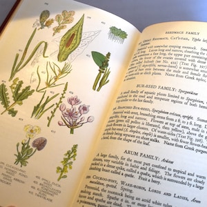 Everyman&#39;s Wild Flowers and Trees (1948) vintage geïllustreerd natuurboek. Decoratief. Prijzenboek. Gespoten randen.