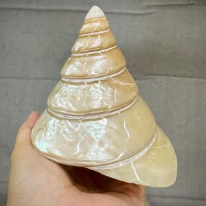 Beautiful Natural Conch Shell, Sea Snail for Home Decor, Seashell Adornment , Mother of pearl, Polished Shell. TARIFFS, DUTIES INCLUDED