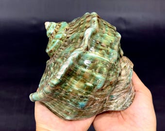 6.2” Green Turbo Marmoratus Conch Shell – Natural Rare Ocean Shell for Coastal Home Decor & Beach Lover Gift