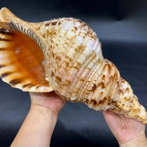 16,4 &quot;(410 mm) Super große Triton Trompete Muschel, natürliche seltene Conch Shell, Seeschnecke für Innendekoration