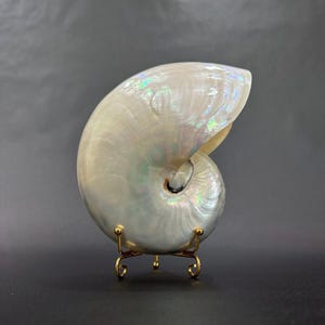 7.2” Pearl Polished Nautilus Shell, Tiger Chambered Conch Shell, Beautiful Sea Snail, Beach Wedding, Home Decor. TARIFFS, DUTIES INCLUDED