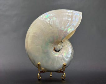 Polished Pearl Nautilus Shell: Tiger Chambered Seashell for Home Decor; Free displaying Stand included, Beach wedding decor