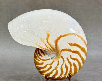 67.2 Chambered Nautilus Conch Shell, Tiger Chambered, Beautiful Giant Seashell for Home Decor, Display Shell, Seashell Adornment - Etsy 67.2 Chambered Nautilus Conch Shell, Tiger Chambered, Beautiful Giant Seashell for Home Decor, Display Shell, Seashell Adornment - Etsy