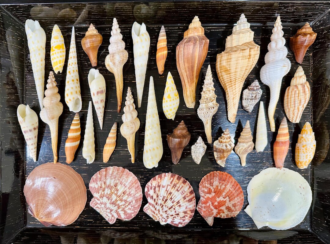 Set of 30 Natural Conch Shell: Coastal Home Decor, Beach Wedding - Etsy