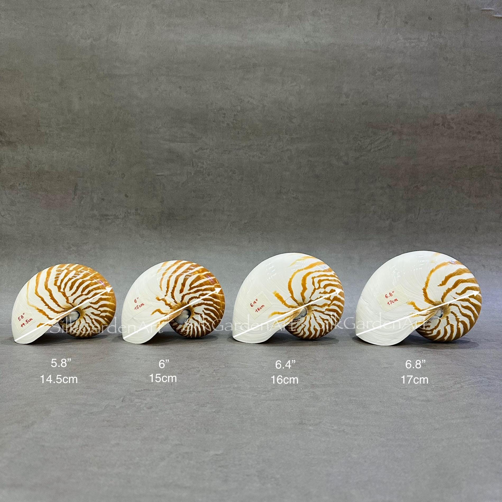 67.2 Chambered Nautilus Conch Shell, Tiger Chambered, Beautiful Giant Seashell for Home Decor, Display Shell, Seashell Adornment - Etsy 67.2 Chambered Nautilus Conch Shell, Tiger Chambered, Beautiful Giant Seashell for Home Decor, Display Shell, Seashell Adornment - Etsy