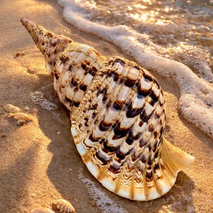 May include: A detailed seashell with a spiral form, lying on a sandy beach. The shell displays brown and cream patterns. Soft waves and sunlight create a tranquil coastal scene.