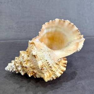 9.6” (24cm) Natural Tutufa Rubeta Conch Shell, Large Conch Seashell, Coral Snail Fish Tank, Shell Ornament, Home Decor