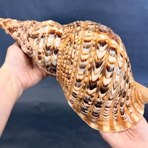 Può includere: Una grande conchiglia con motivi intricati, con una lunga punta. Il guscio presenta un mix di tonalità marroni, crema e beige, con una superficie strutturata. Il guscio è tenuto su uno sfondo blu scuro.