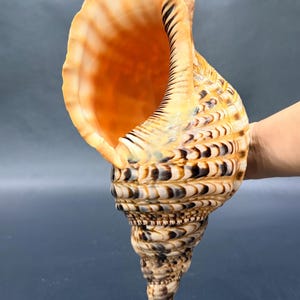 Può includere: Una grande conchiglia di tritone a spirale caratterizzata da un'apertura interna liscia color pesca e una superficie esterna ruvida con bande alternate di motivi marrone scuro, neri e crema lungo la sua forma conica allungata.