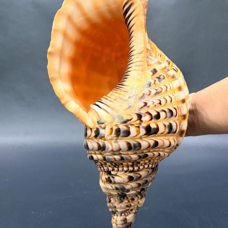 Giant Conch Shells - Etsy