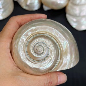 May include: A large, pearlescent seashell with a spiral pattern. The shell is held in a hand, showcasing its iridescent surface and natural beauty. Other shells are visible in the background.