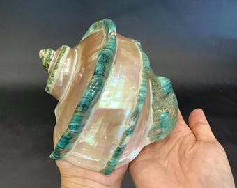 6.2" (1.33lbs) Large Natural Turbo Marmoratus Seashell – Real Ocean Shell for Coastal Home Decor, Beach House & Collector Gift