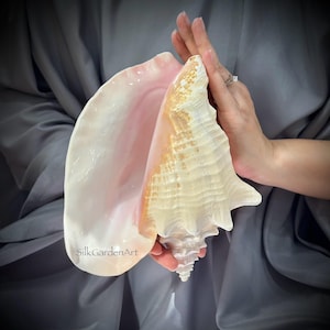 7.5–9.2” Pink Queen Conch Shell, Large Polished Seashell for Coastal Decor, Beach Wedding Centerpiece, Home Decor. TARIFFS, DUTIES INCLUDED