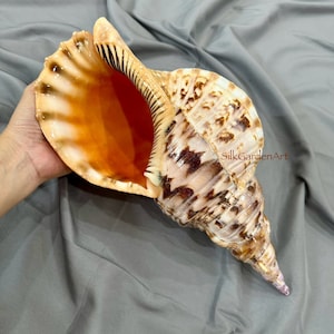 12”-14.8” Super Large Triton Trumpet Seashell, Natural Rare Triton Conch Shell,  Rare Big Queen Snail Shell. TARIFFS, DUTIES INCLUDED