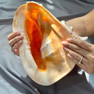3lbs (1364g) Cassis Cornuta Helmet Shell, Huge Seashell, Rare Natural Conch Shell for Home Decor, snail collection. TARIFFS, DUTIES INCLUDED