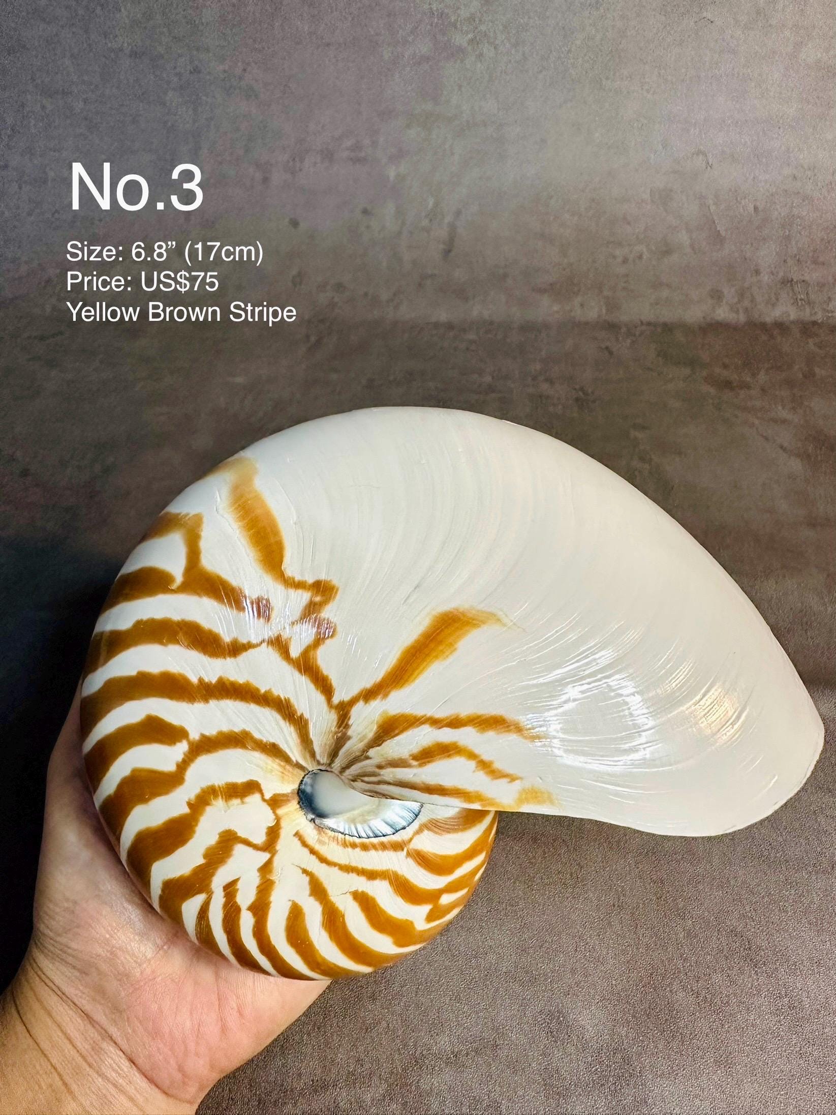 67.2 Chambered Nautilus Conch Shell, Tiger Chambered, Beautiful Giant Seashell for Home Decor, Display Shell, Seashell Adornment - Etsy 67.2 Chambered Nautilus Conch Shell, Tiger Chambered, Beautiful Giant Seashell for Home Decor, Display Shell, Seashell Adornment - Etsy