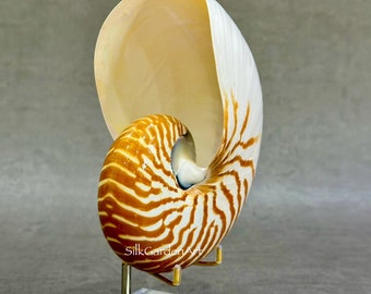 67.2 Chambered Nautilus Conch Shell, Tiger Chambered, Beautiful Giant Seashell for Home Decor, Display Shell, Seashell Adornment - Etsy 67.2 Chambered Nautilus Conch Shell, Tiger Chambered, Beautiful Giant Seashell for Home Decor, Display Shell, Seashell Adornment - Etsy