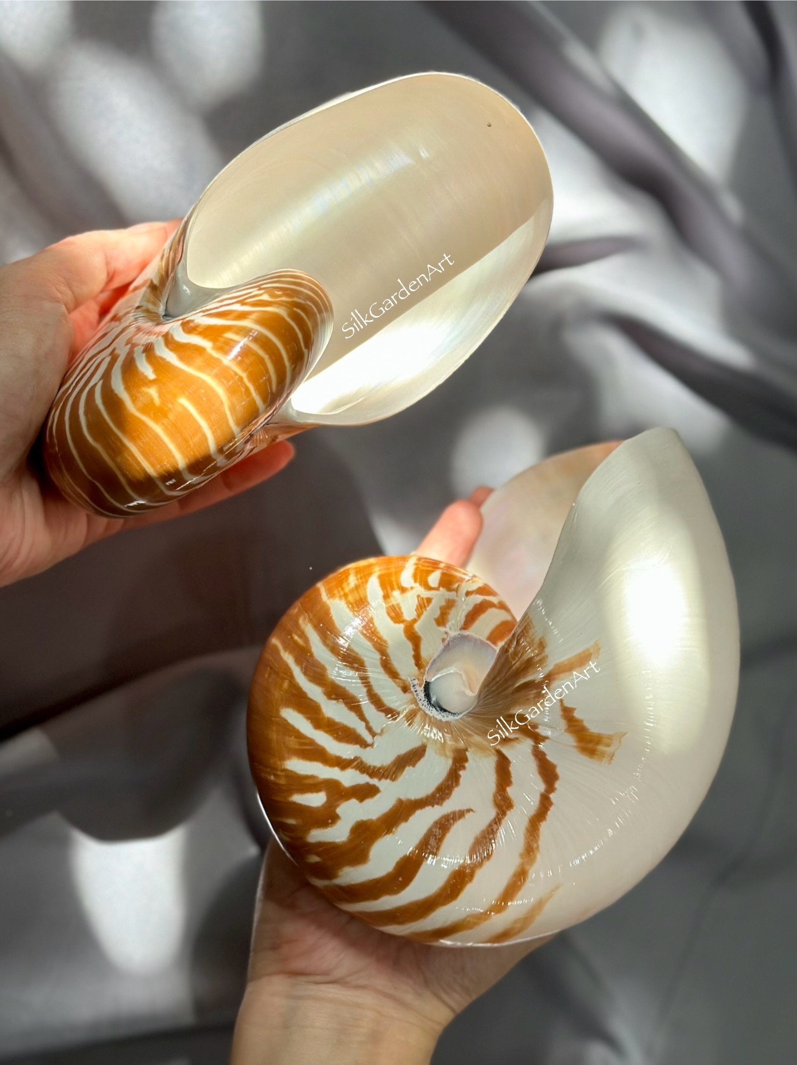 67.2 Chambered Nautilus Conch Shell, Tiger Chambered, Beautiful Giant Seashell for Home Decor, Display Shell, Seashell Adornment - Etsy 67.2 Chambered Nautilus Conch Shell, Tiger Chambered, Beautiful Giant Seashell for Home Decor, Display Shell, Seashell Adornment - Etsy