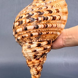 May include: A large, spiraled seashell featuring a tan and cream base color with prominent, dark brown, crescent-shaped markings arranged in horizontal rows along its textured, ribbed surface, culminating in a wide, flared opening at the top.