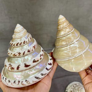 Natural Conch Shell: Polished Seashell for Home Decor (110x120mm)