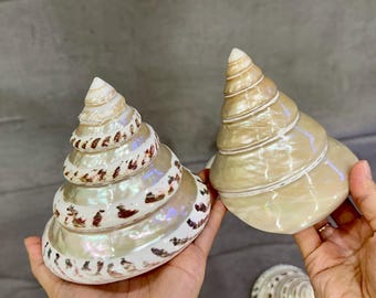 Natural Conch Shell: Polished Seashell for Home Decor (110x120mm)