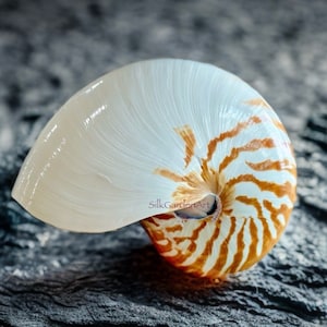 6”-7.8” Tiger Chambered Nautilus Conch Shell, Natural Sea Snail, Seashell Adornment, Beach Wedding, Home Decor. TARIFFS, DUTIES INCLUDED