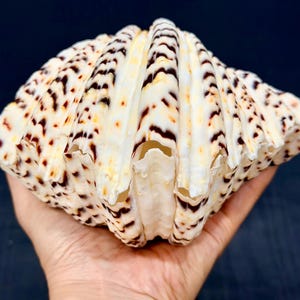 May include: A large, off-white seashell featuring prominent, raised vertical ridges and a distinct pattern of dark brown to black spots and streaks. The shell has a wide, scalloped edge and a textured, ribbed surface throughout its exterior.