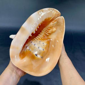 2.94lbs (1334g) Cassis Cornuta Helmet Shell, Large Seahell, Rare Conch Shell for Home Decor, Sea Snail Collection. TARIFFS, DUTIES INCLUDED